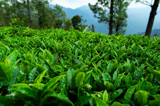 Close-up shot of Fresh Green Tea leaf, tea estate, organic tea, tea hill plantation, OOTY India, Tender tea leaf, Lush Green Ooty Tea.