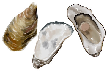 開いた牡蠣の手描きイラスト © sa9393