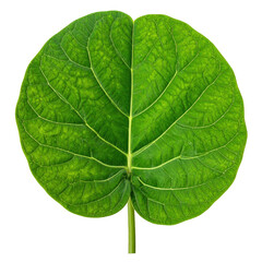 Obraz premium Vibrant green lotus leaf isolated on white background healthy nature fresh organic growth botanical beauty