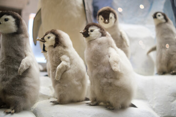 Obraz premium Group of fluffy penguin chicks standing on a snowy surface with adult penguins in the background, showcasing their distinctive features and textures