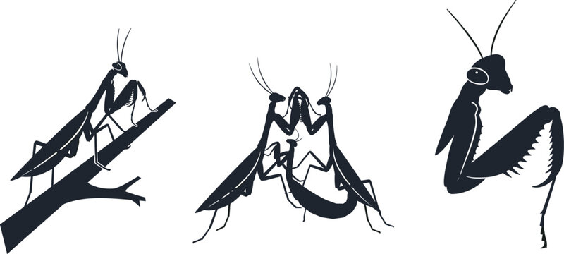 Detailed praying mantis silhouettes showing natural behaviors like sitting on a branch mating and close up predatory head profiles for nature. (20 words)