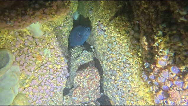 Macro Footage of A Purple Nudibranch Sea Slug with Yellow Spots (Polycera maddoxi), at Taputeranga Marine Reserve, Wellington, New Zealand