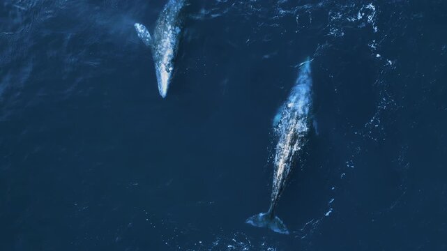Endangered wildlife areal drone footage. Gray whales migration along California coastline from Mexico to Alaska, Pacific ocean waters. Whale watching background. Wild Nature protection conservation