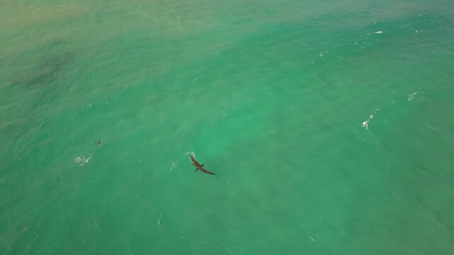 Wild crocodile in open ocean Sri Lanka, rare aerial drone footage of dangerous reptile swimming in clear tropical sea