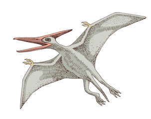 Pterodactyl dinosaur hand drawn vector © Marina Gorskaya
