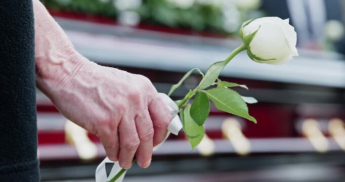 Hand, person and white rose for funeral at cemetery, memorial service and pay respect with coffin. People, graveyard and flower for peace, grief and mourning death at burial ceremony with casket