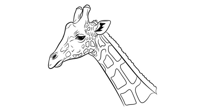 giraffe head outline drawing