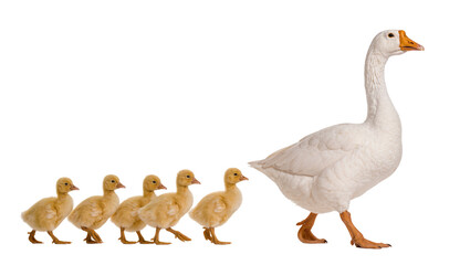 Majestic white goose leading five adorable yellow ducklings in a row, walking forward isolated on transparent background, a heartwarming family moment © Alexander