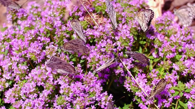 Many white butterflies sit on thyme flowers. Butterflies fly over flowers. The concept of spring and the pacification of nature. Butterflies pollinate plants and drink nectar.