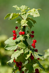 Fototapeta premium Cluster of ripe red berries on leafy green branches