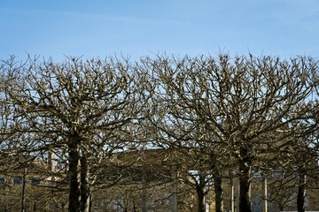 Arbres taill&eacute;s sur une place de village, align&eacute;s sur la hauteur horizontale