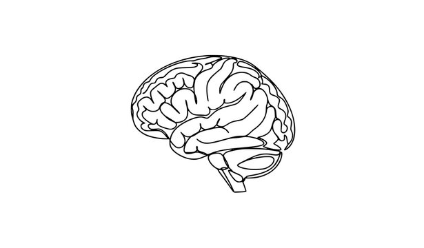 A detailed vector illustration of a human brain in a simple line art style