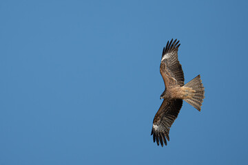 Fototapeta premium 空を飛ぶトビ 