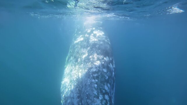 Underwater wide angle Gray Whale closeup. Beautiful endangered Grey whales diving down in deep green ocean waters. Slow motion wildlife nature mammals of Mexico. Muzzle covered with balanuses shells