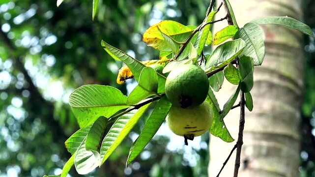 Ripe and green guava on tree