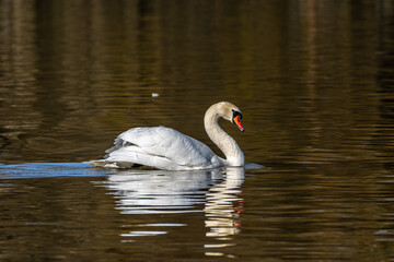 Fototapeta premium Mute swan, Cygnus olor swimming on a lake in Munich, Germany