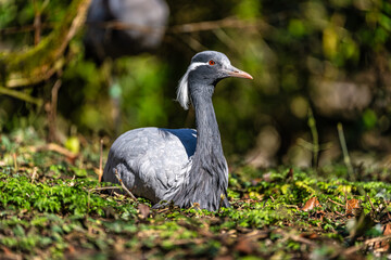 Obraz premium Demoiselle Crane, Anthropoides virgo are living in the bright green meadow during the day time