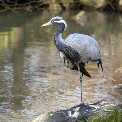 Obraz premium Demoiselle Crane, Anthropoides virgo are living in the bright green meadow during the day time