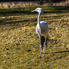 Fototapeta premium The Blue Crane, Grus paradisea, is an endangered bird