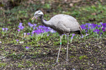 Fototapeta premium Demoiselle Crane, Anthropoides virgo are living in the bright green meadow during the day time