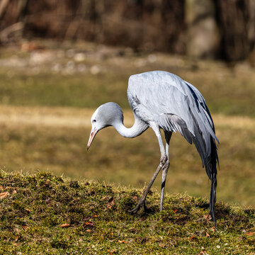 The Blue Crane, Grus paradisea, is an endangered bird