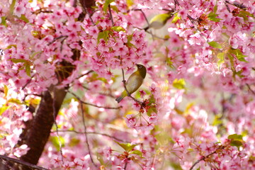 Obraz premium 河津桜にメジロ