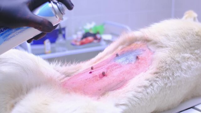 At a veterinary clinic, a surgeon performs a sterilization operation on a husky. Close-up of the surgery: the veterinarian treats the dog's abdominal incision with a silver antiseptic.