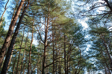 Fototapeta premium Tall pine trees reaching towards the sky in the Curonian Spit forest, showcasing a vibrant natural landscape with clear blue skies