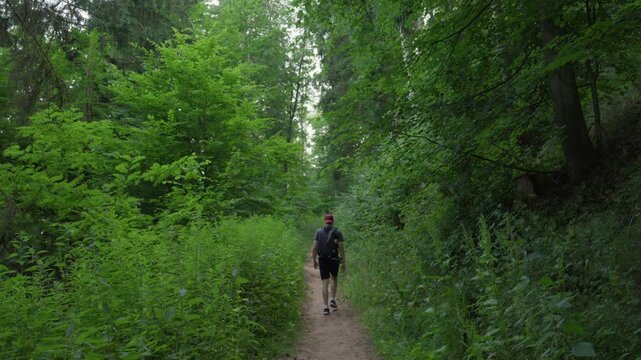 Male tourist walking on footpath North Vosges Regional Natural Reserve France nature