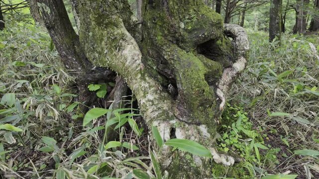 Strange tree roots, several trees intertwined like a knot.