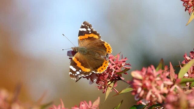 Red admiral butterfly (Vanessa Atalanta) moving around on a white flower in Zurich, Switzerland