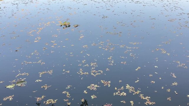 Video of floating aquatic plants on calm pond surface showing peaceful natural water scene