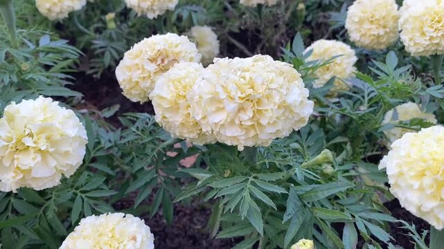 Videoo of creamy white Marigolds blooming in garden showing soft floral texture beauty