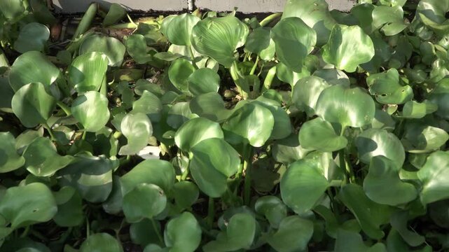 Water hyacinth, Eichhornia crassipes on river