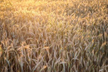 Złote pole pszenicy o zachodzie słońca. Ciepłe promienie światła oświetlają dojrzałe kłosy zbóż, tworząc sielankowy, letni krajobraz. Malowniczy widok polskiej wsi w czasie żniw, pełen spokoju. © Henryk Niestrój