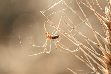 Pająk na pajęczynie przy suchym kłosie zboża. Makrofotografia w ciepłym, złotym świetle słońca. Zbliżenie na detale pajęczej sieci i dziką przyrodę na polu o poranku. © Henryk Niestrój