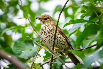 Drozd śpiewak siedzący na gałęzi wśród zielonych liści. Portret dzikiego ptaka w naturalnym środowisku, zbliżenie na upierzenie i detale fauny. © Henryk Niestrój