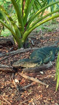 Giant lizard in Lumpini park Bangkok Thailand