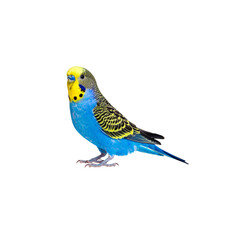 Obraz premium Beautiful blue and yellow macaws against a white background