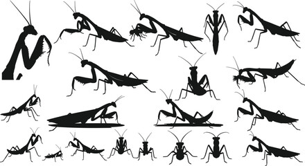 Large collection of praying mantis silhouettes featuring various hunting poses predatory behaviors and detailed insect anatomy for natural science graphics. (20 words) © NR