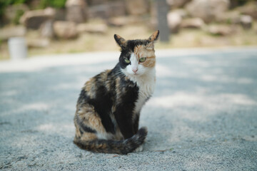 등산중 만난 고양이