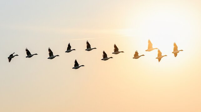 dispersal. A flock of migrating geese scattering from a V-formation against an autumn sky. representing seasonal cycles and harvest abundance.
