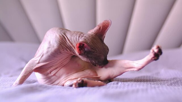 Egyptian sphinx cat licking himself while sitting on the bed. Close-up of a bald cat licking his body. Slow motion