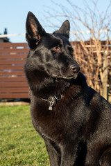 Portrait de profil d'un berger allemand noir © Alexandre