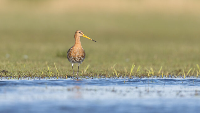The Black Tailed Godwit the National bird of the Netherlands	
