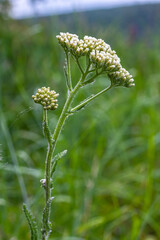 common yarrow achillea millefolium with fly Tachina fera © Oleh Marchak
