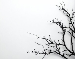 Fototapeta premium Black tree branches against stark white background