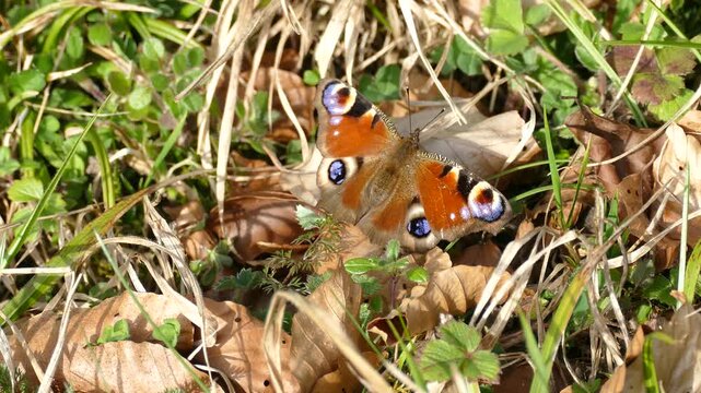 European peacock butterfly (Aglais io) sitting on brown leaf in Zurich, Switzerland