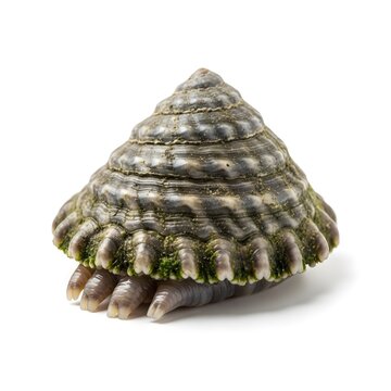 Limpet isolated on white background