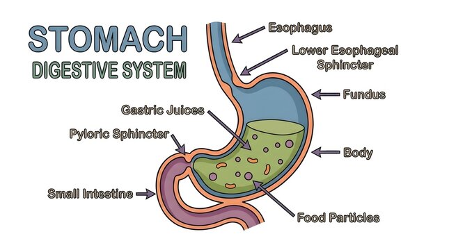 Anatomy of the human stomach and digestive system with labeled parts and gastric contents.